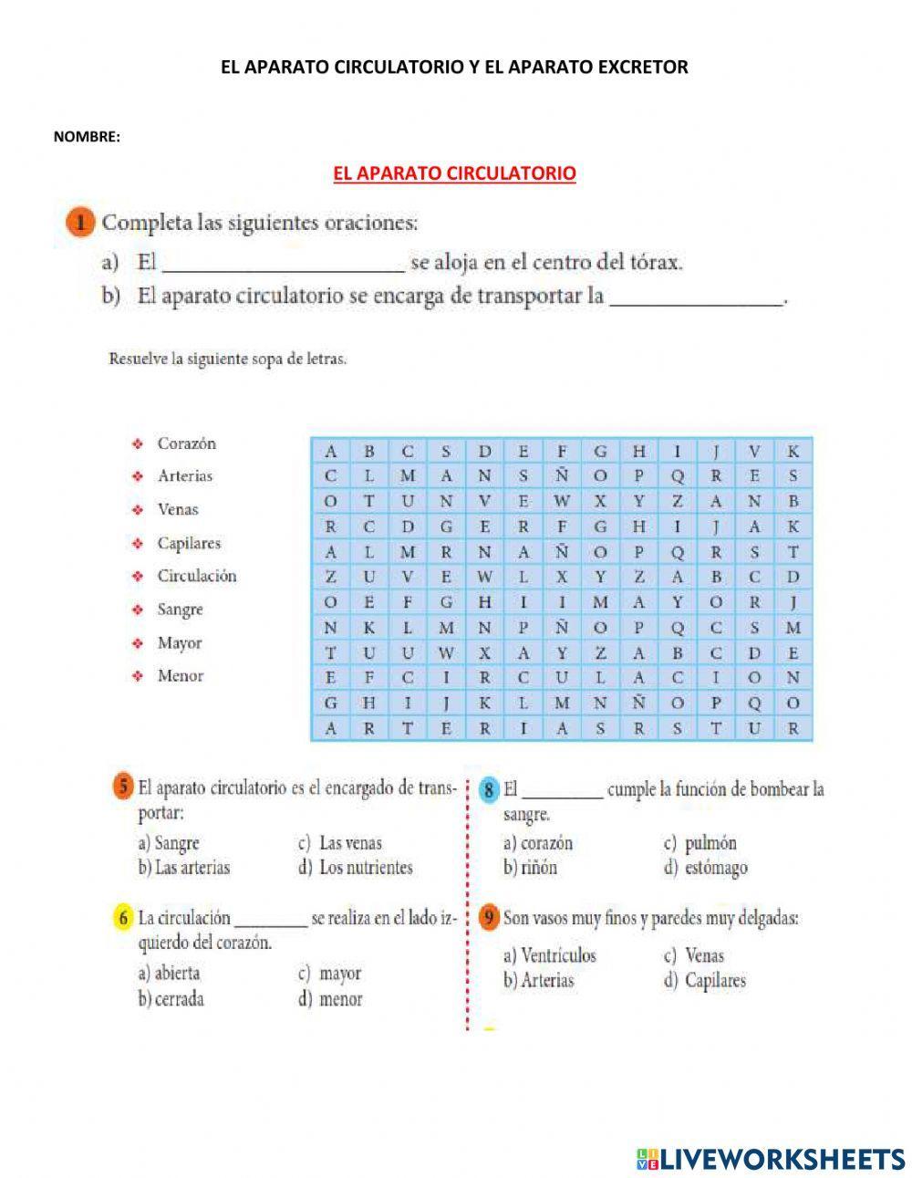 Aparato circulatorio y excretor