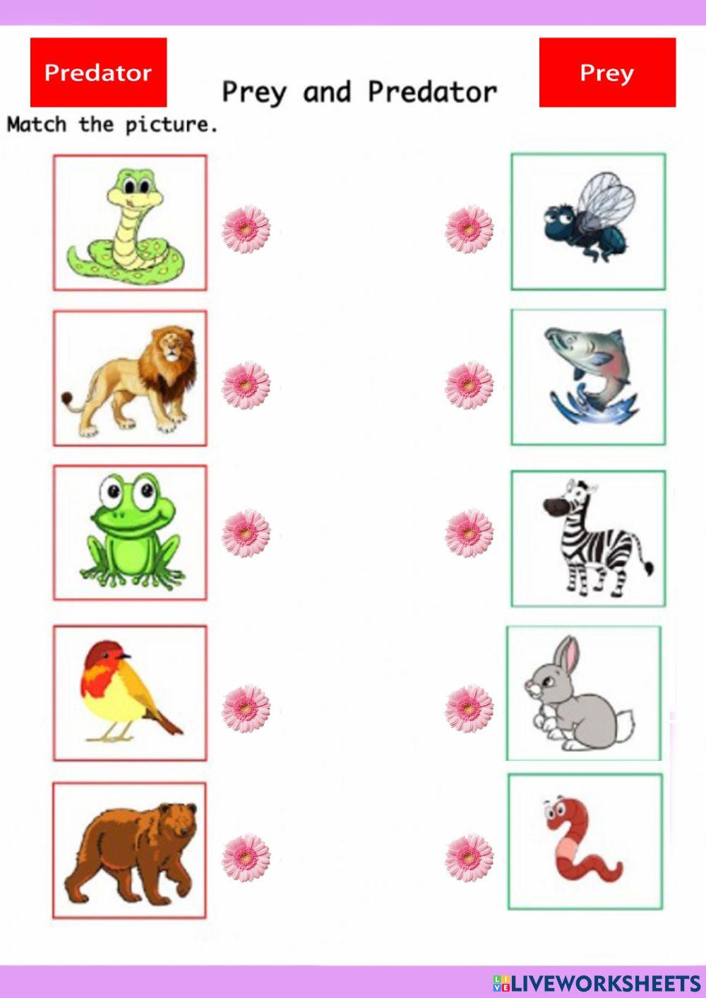 lesson-12-predator-and-prey-worksheet-live-worksheets