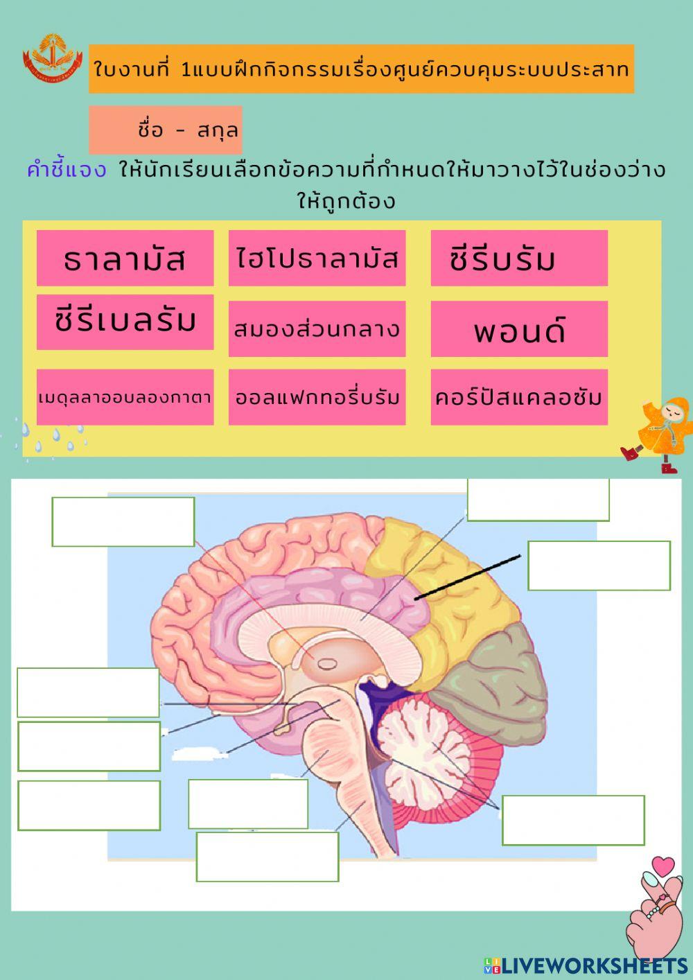 แบบฝึกกิจกรรมเรื่องศูนย์ควบคุมระบบประสาท