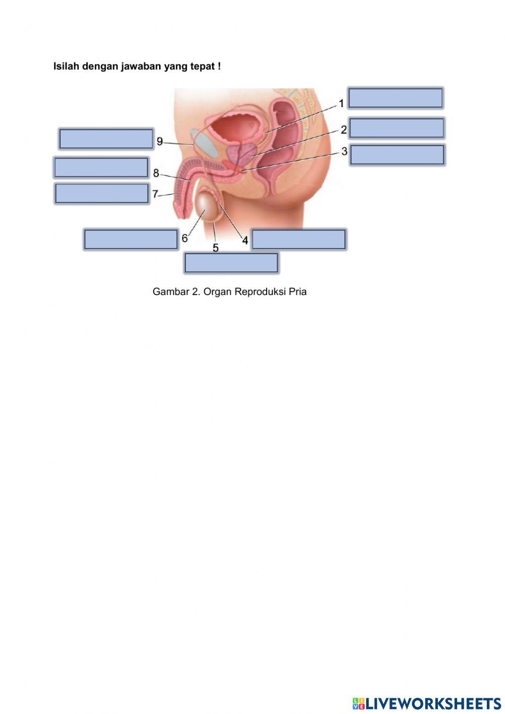 Uh sistem reproduksi manusia
