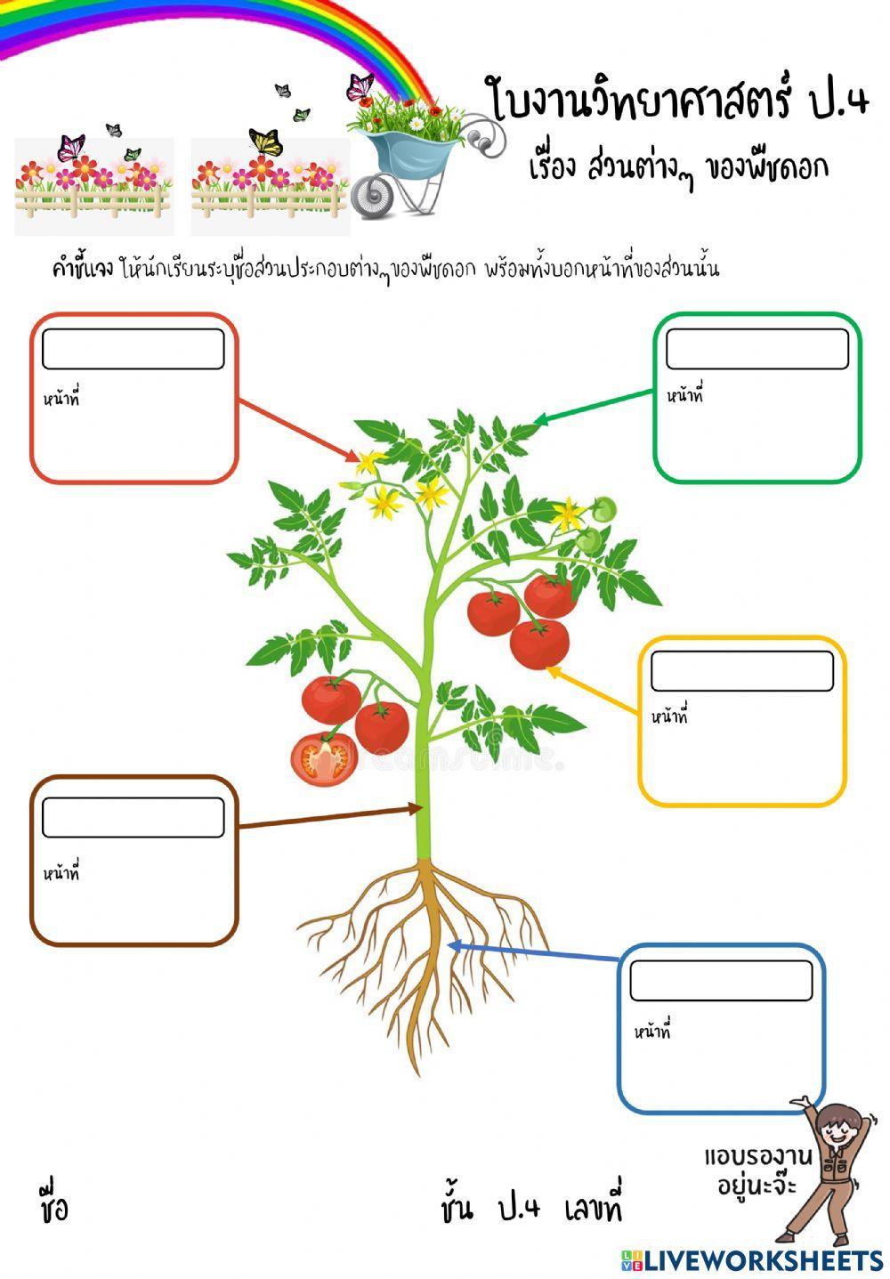 ส่วนประกอบของพืช