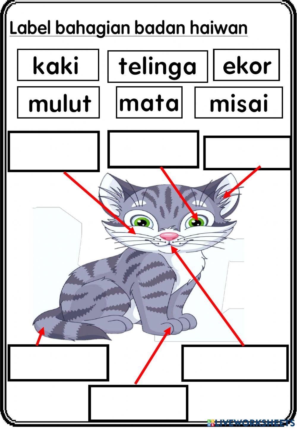 Bahagian Tubuh Haiwan