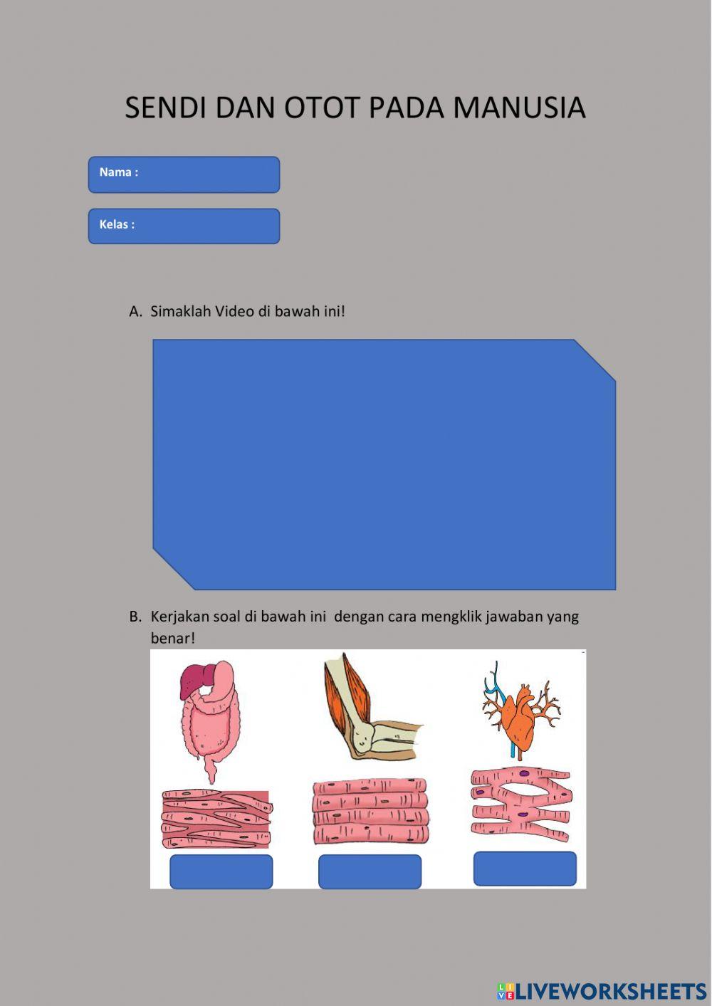 Sendi dan otot manusia