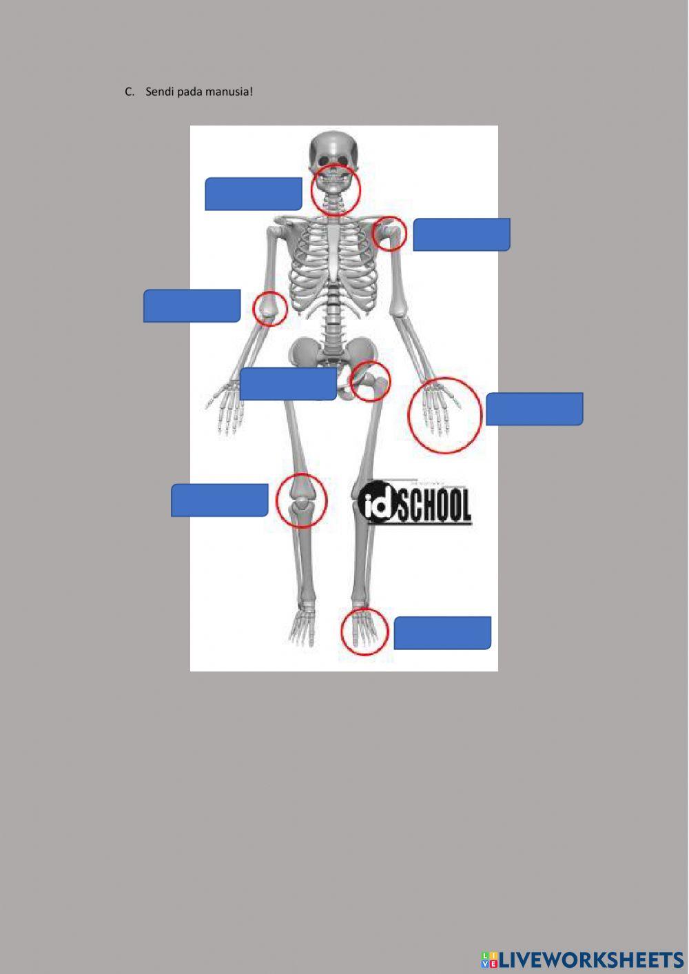 Sendi dan otot manusia