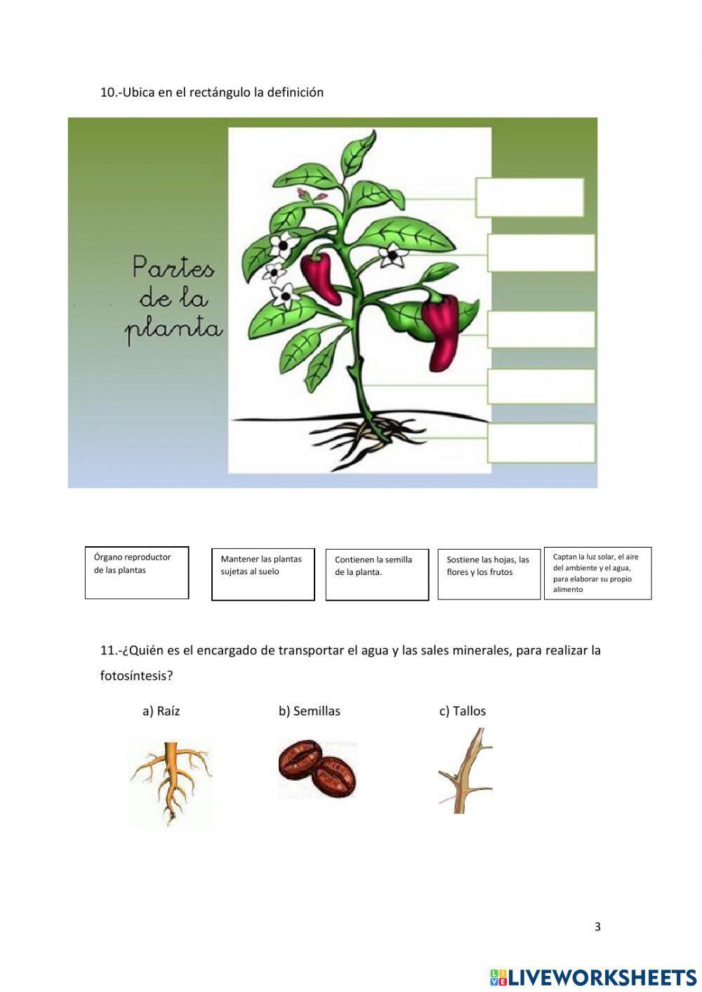 Ciclo de vida de la Planta