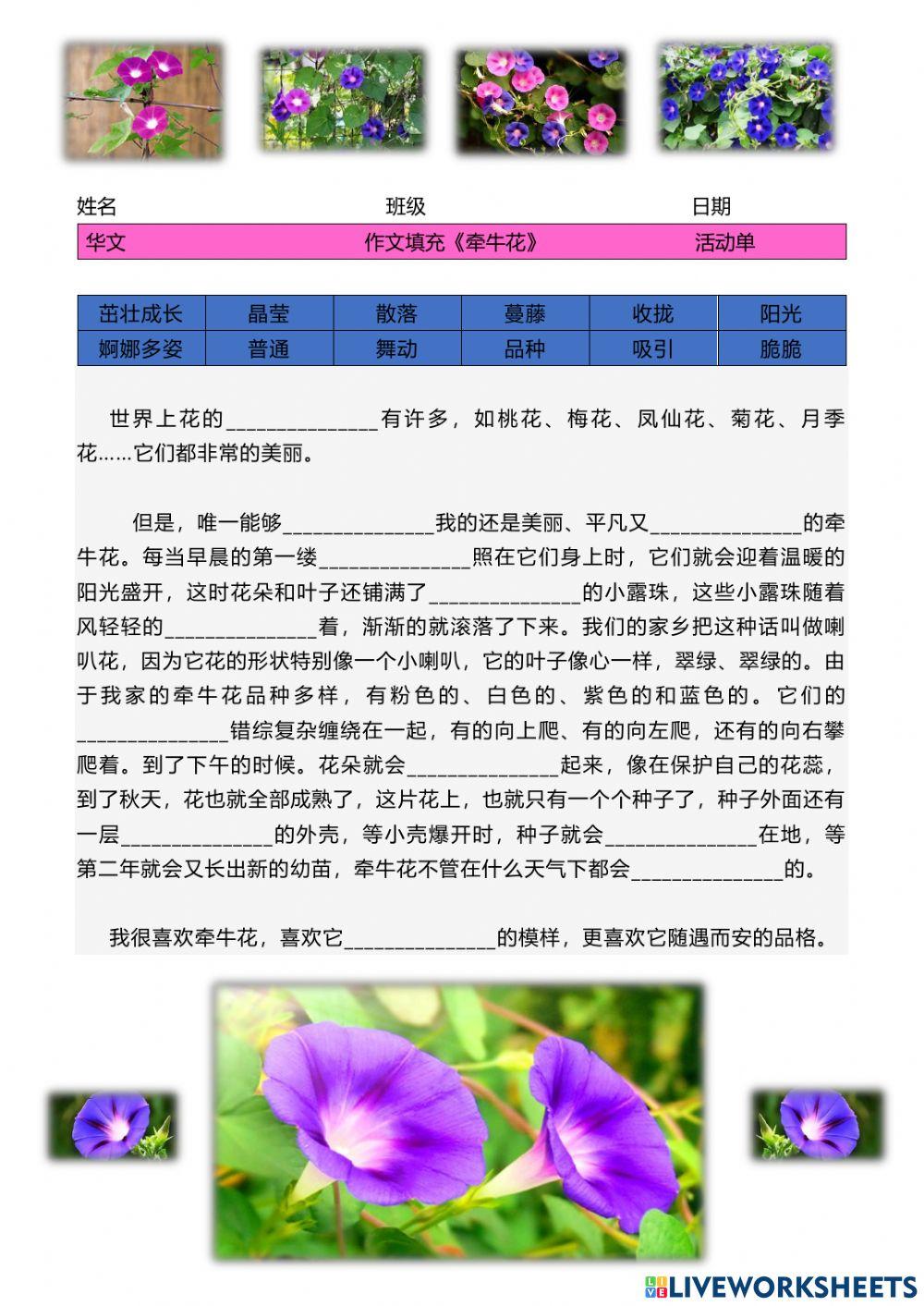 作文填充《牵牛花》