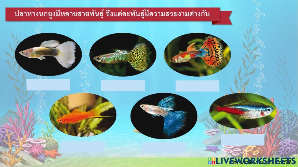 การงานอาชีพ ป.6 ครั้งที่ 5