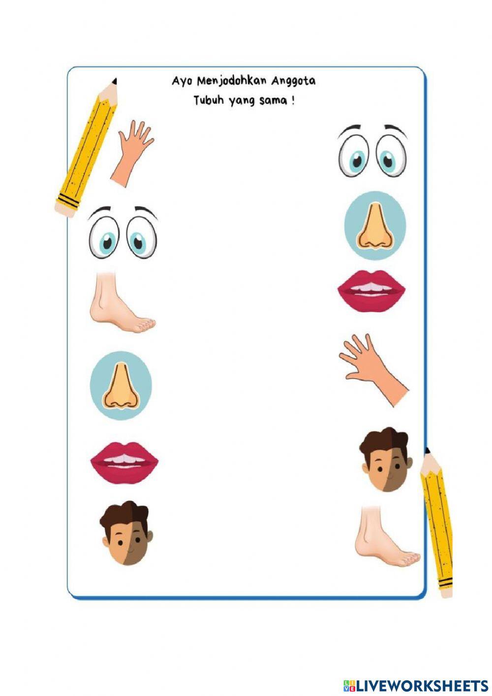 Fungsi anggota tubuhku