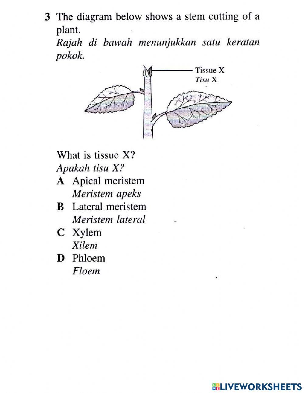 Organisasi tisu tumbuhan dan pertumbuhan