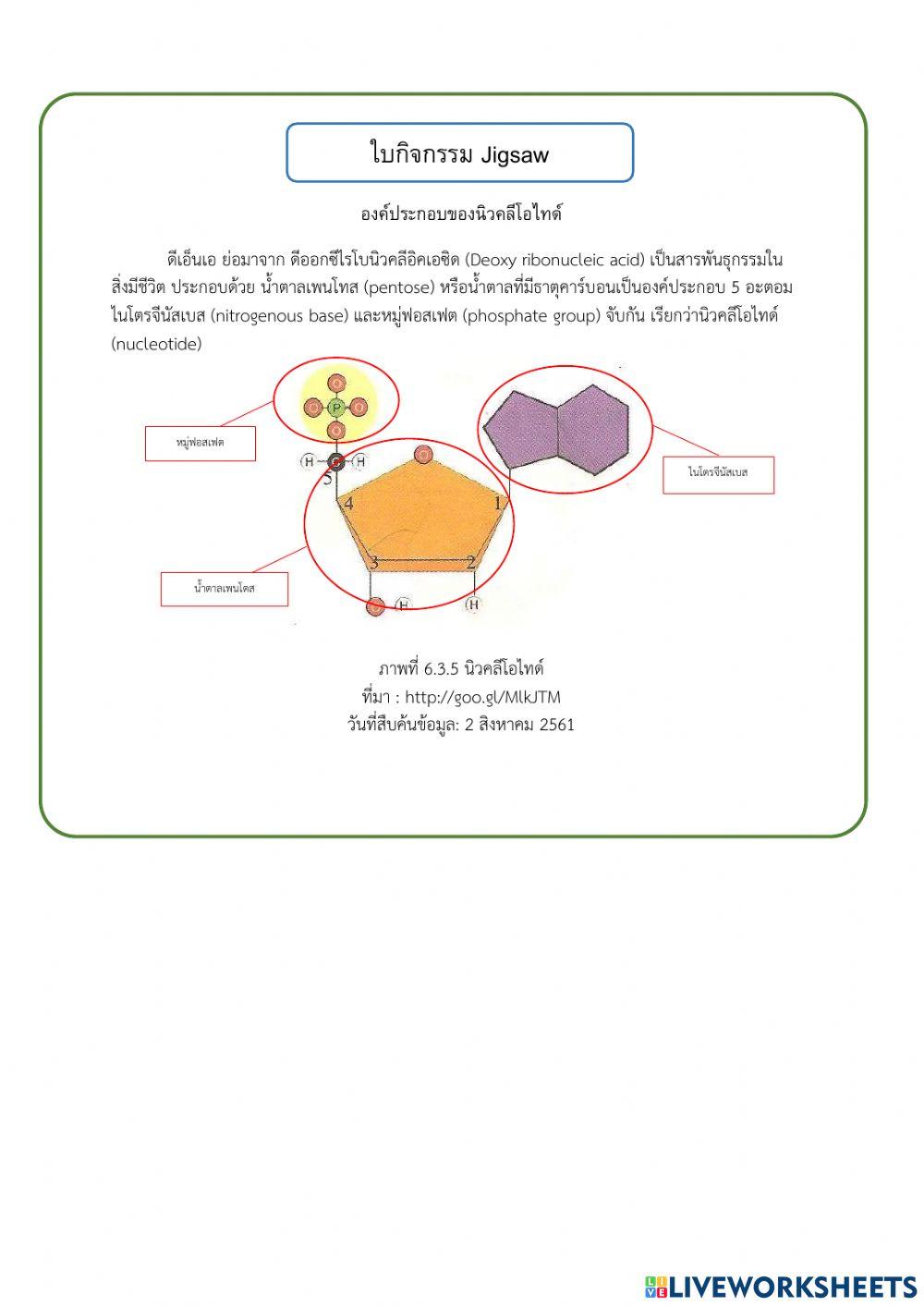 ใบกิจกรรม เรื่อง ศึกษาลักษณะของโครโมโซม
