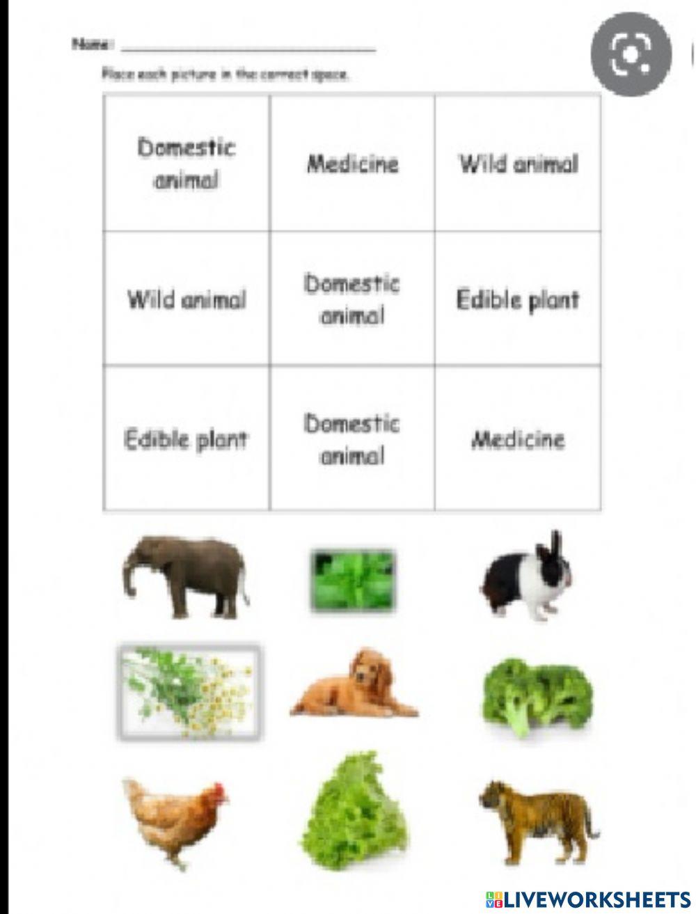 Plants and animals