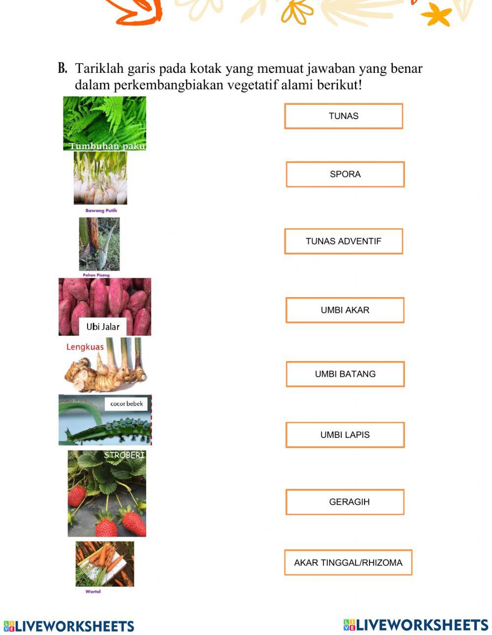 Perkembangbiakan Tumbuhan dan Hewan