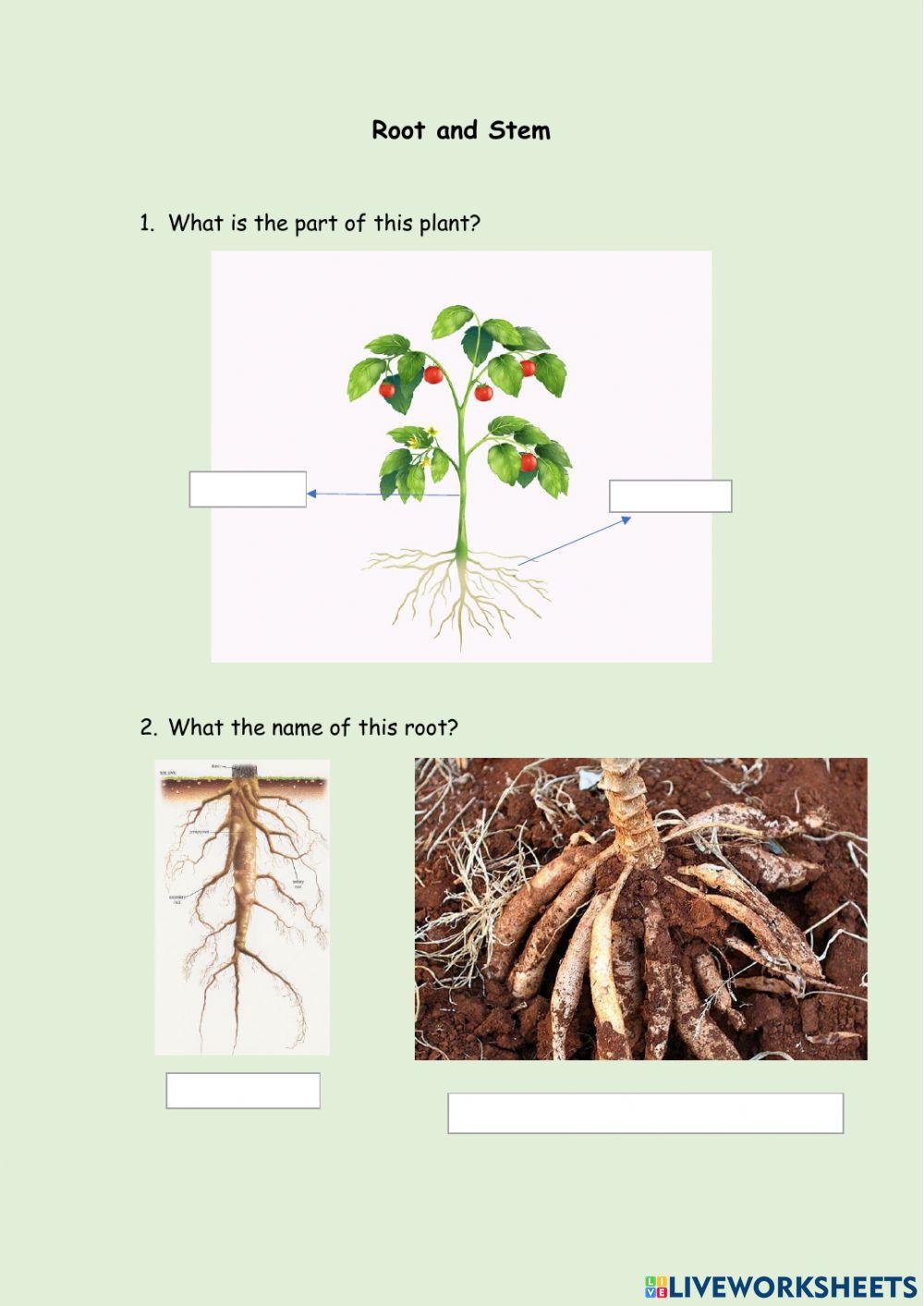 Root and Stem worksheet | Live Worksheets