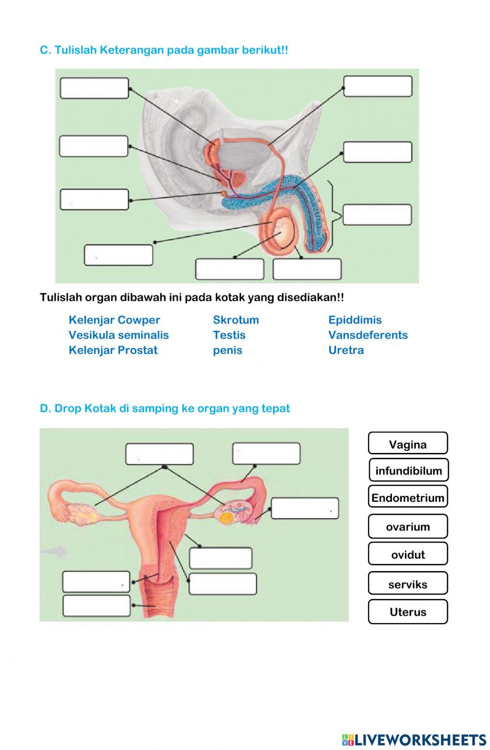 LKPD Reproduksi manusia