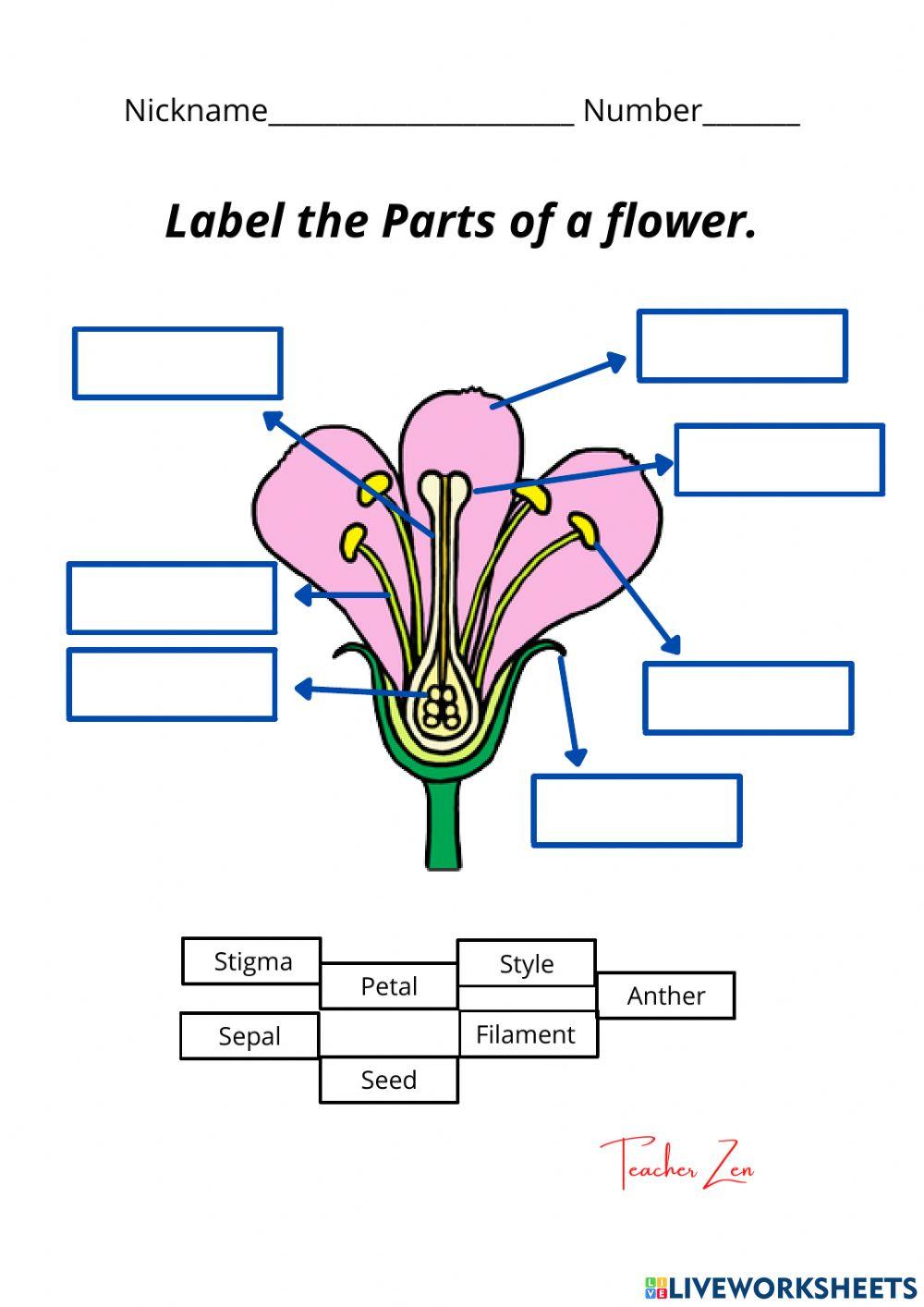 Parts of A flower