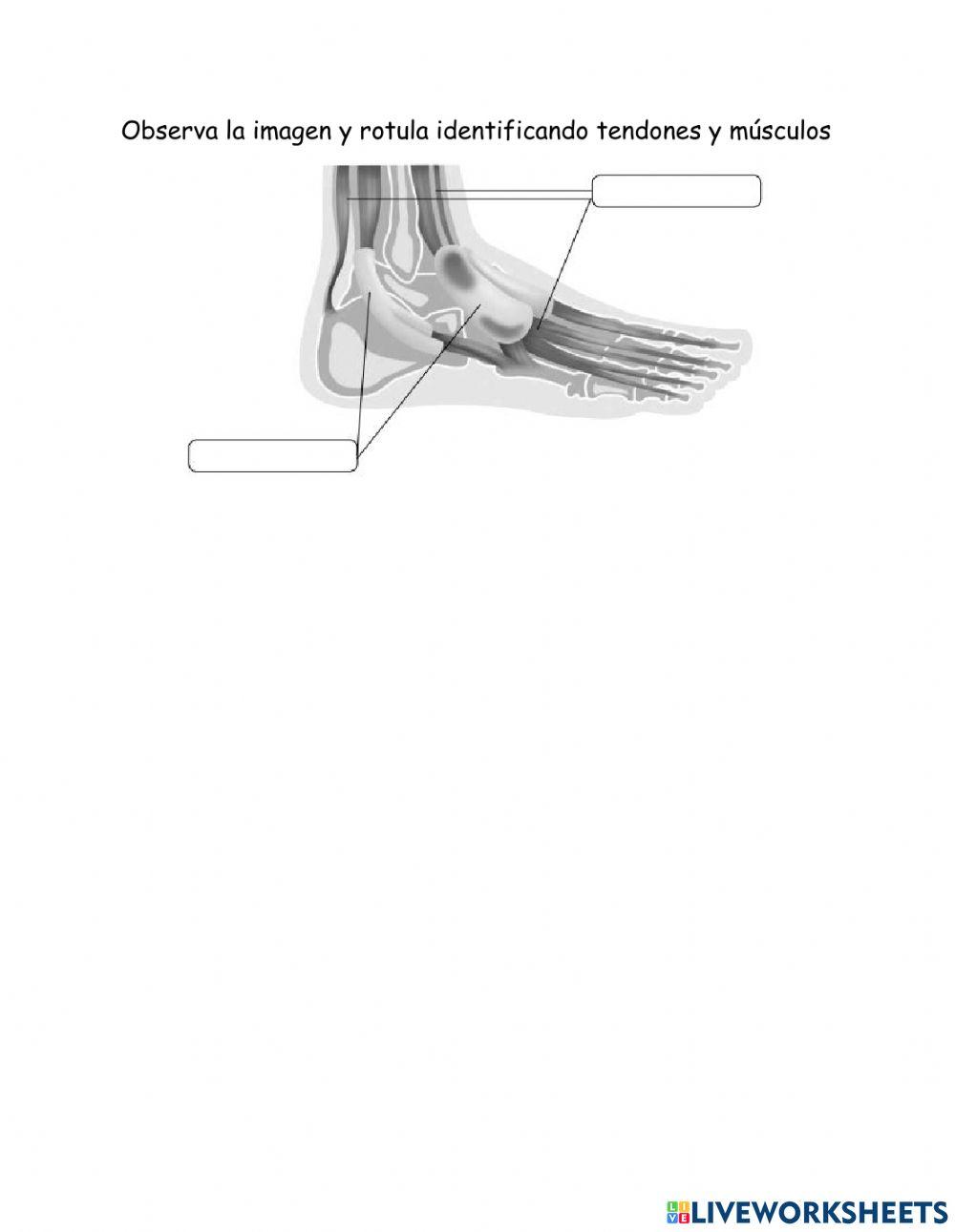 Músculos y tendones