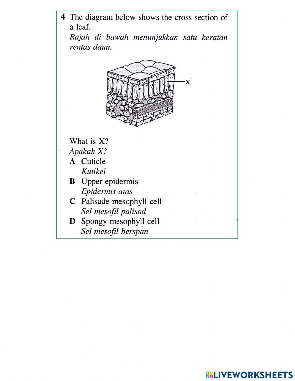 Daun dan Struktur Daun