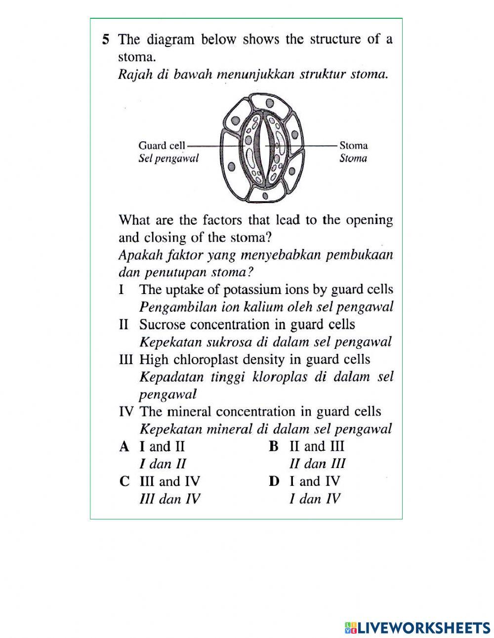 Daun dan Struktur Daun