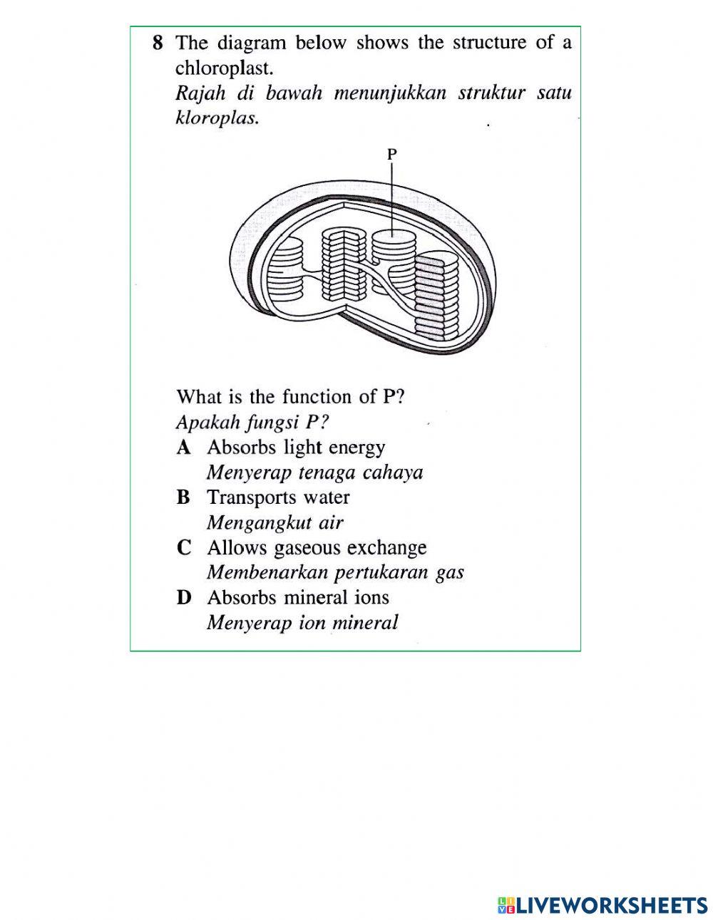 Daun dan Struktur Daun