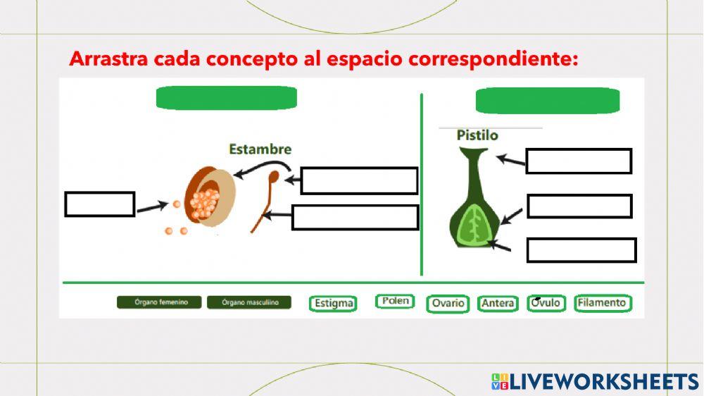 Tipos de reproducción