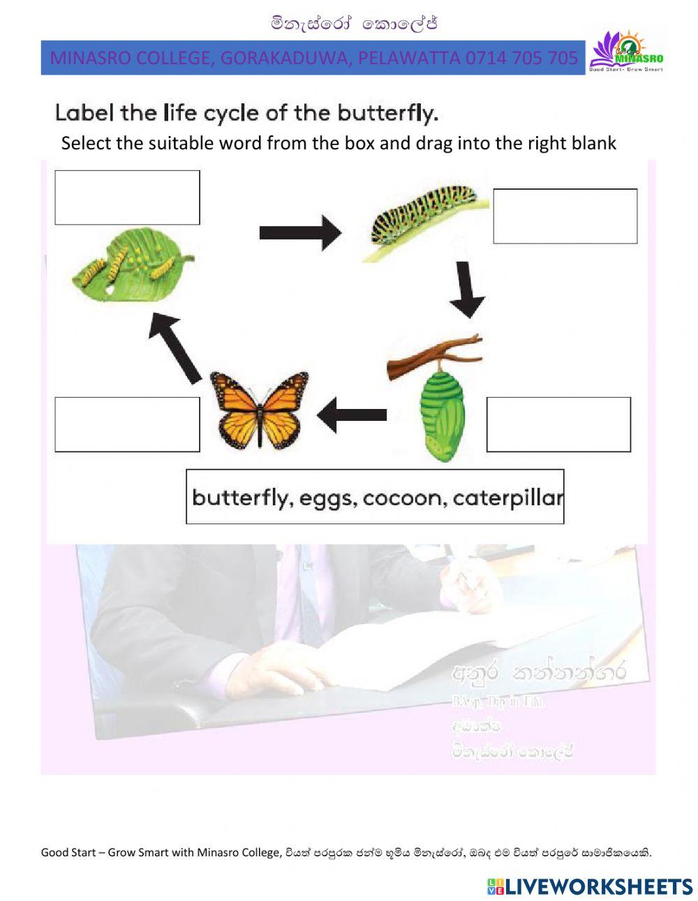Minasro college - english for primary classes