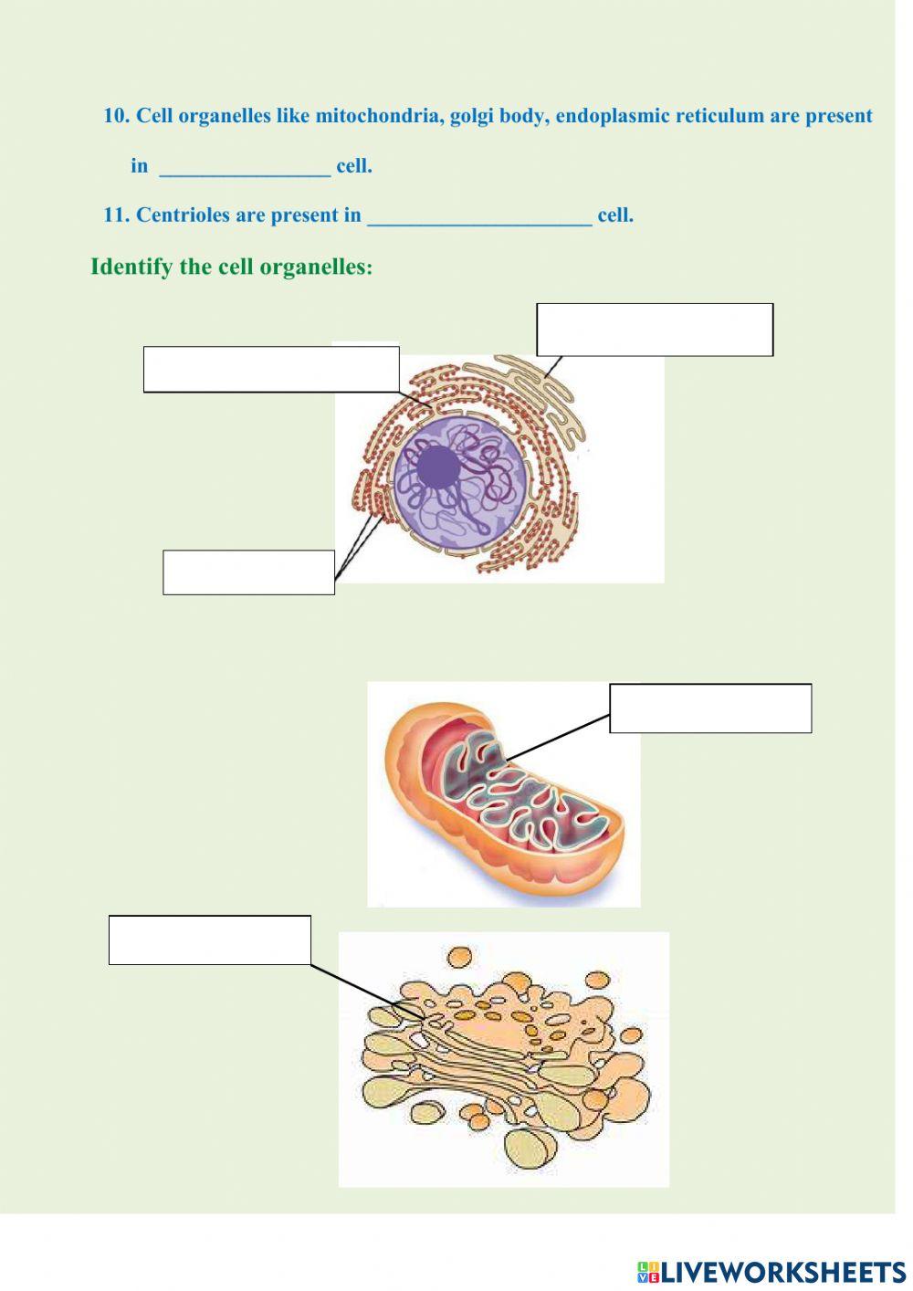 Cell - structure and function