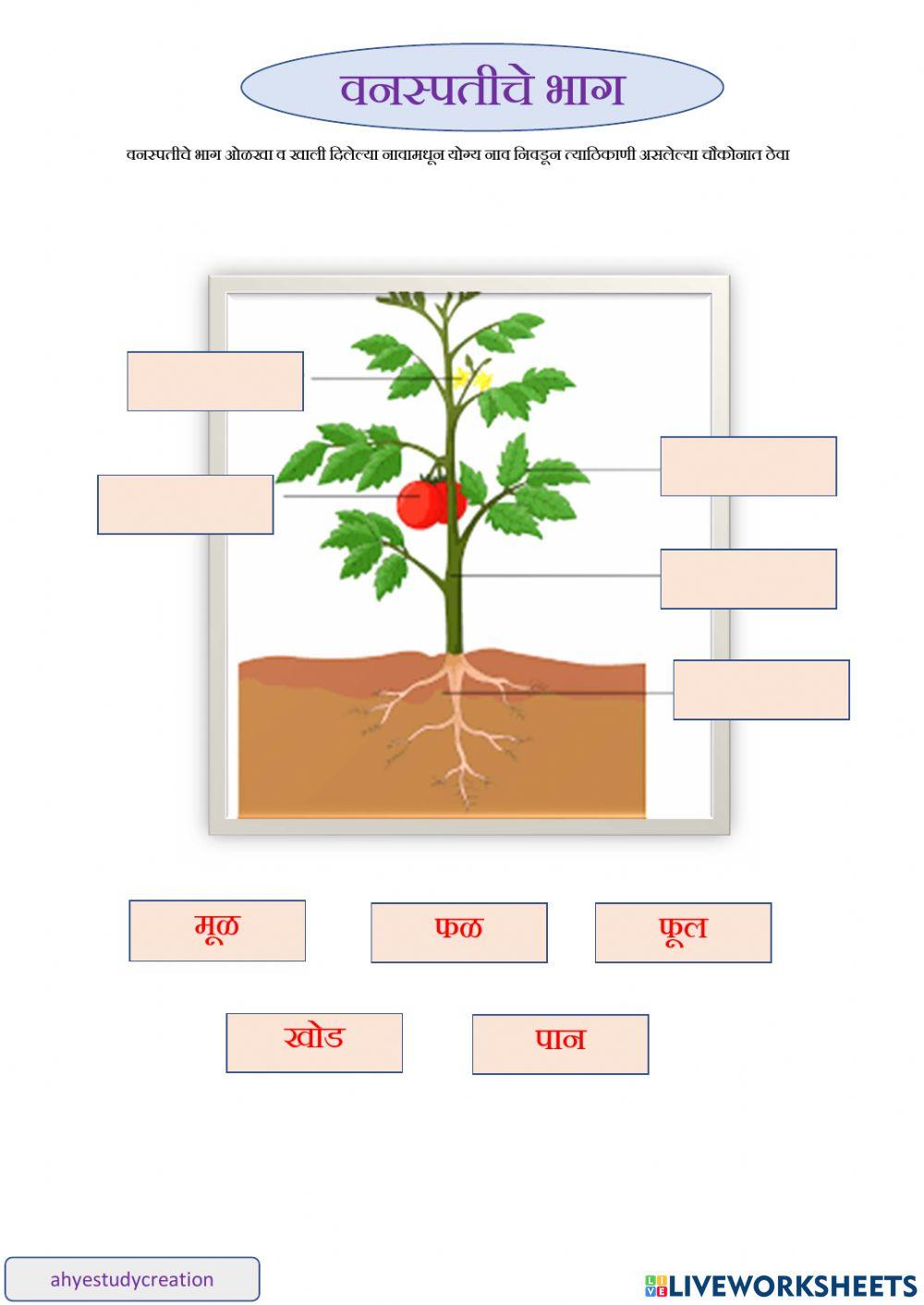 वनस्पतीचे भाग वनस्पतीचे भाग