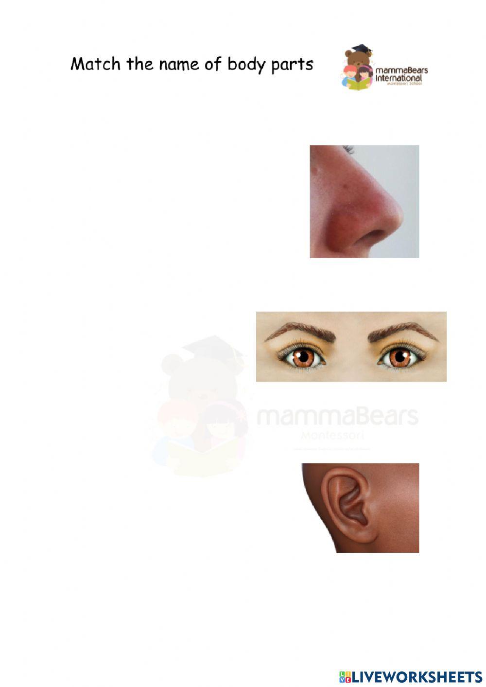 Practice Names of Body Parts 1