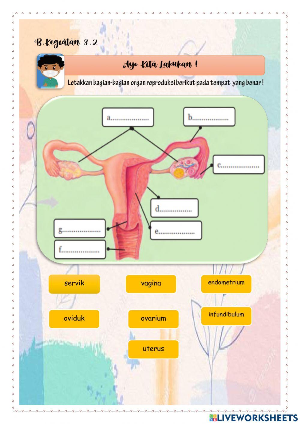 REPRODUKSI PADA MANUSIA