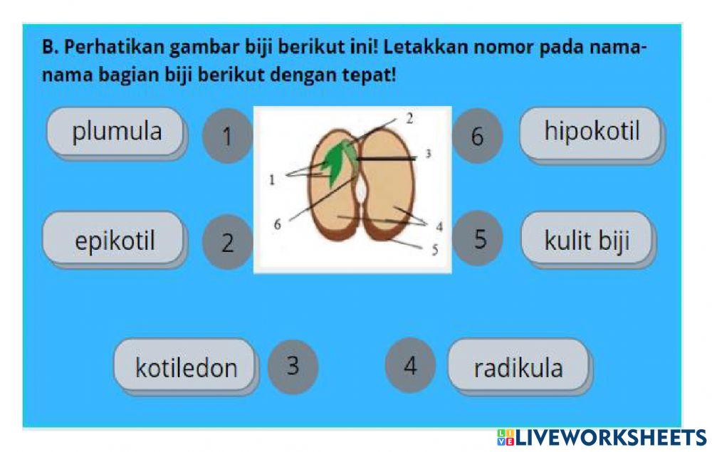 PERTUMBUHAN DAN PERKEMBANGAN