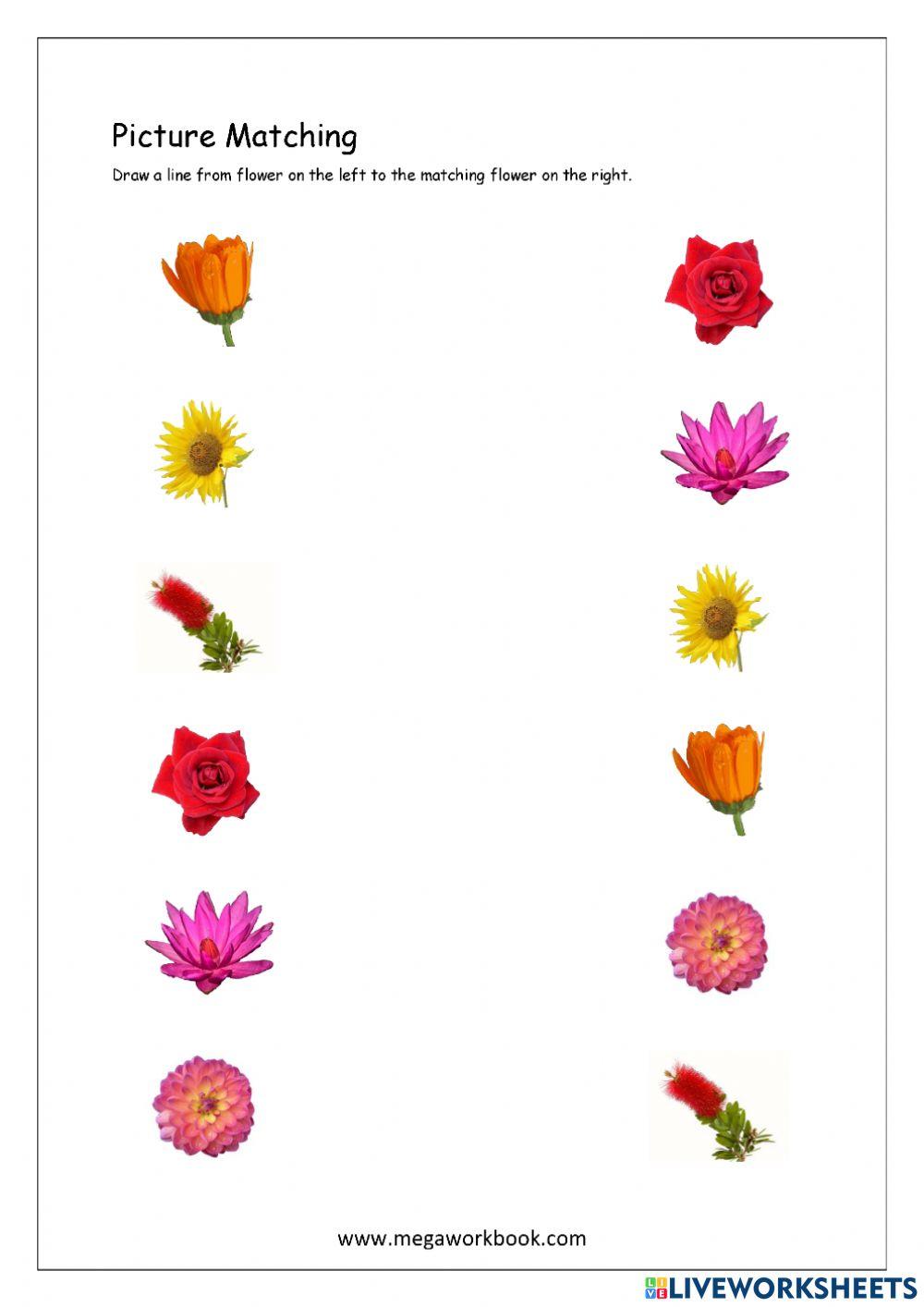 3252609 Matching Flower znywandy LiveWorksheets
