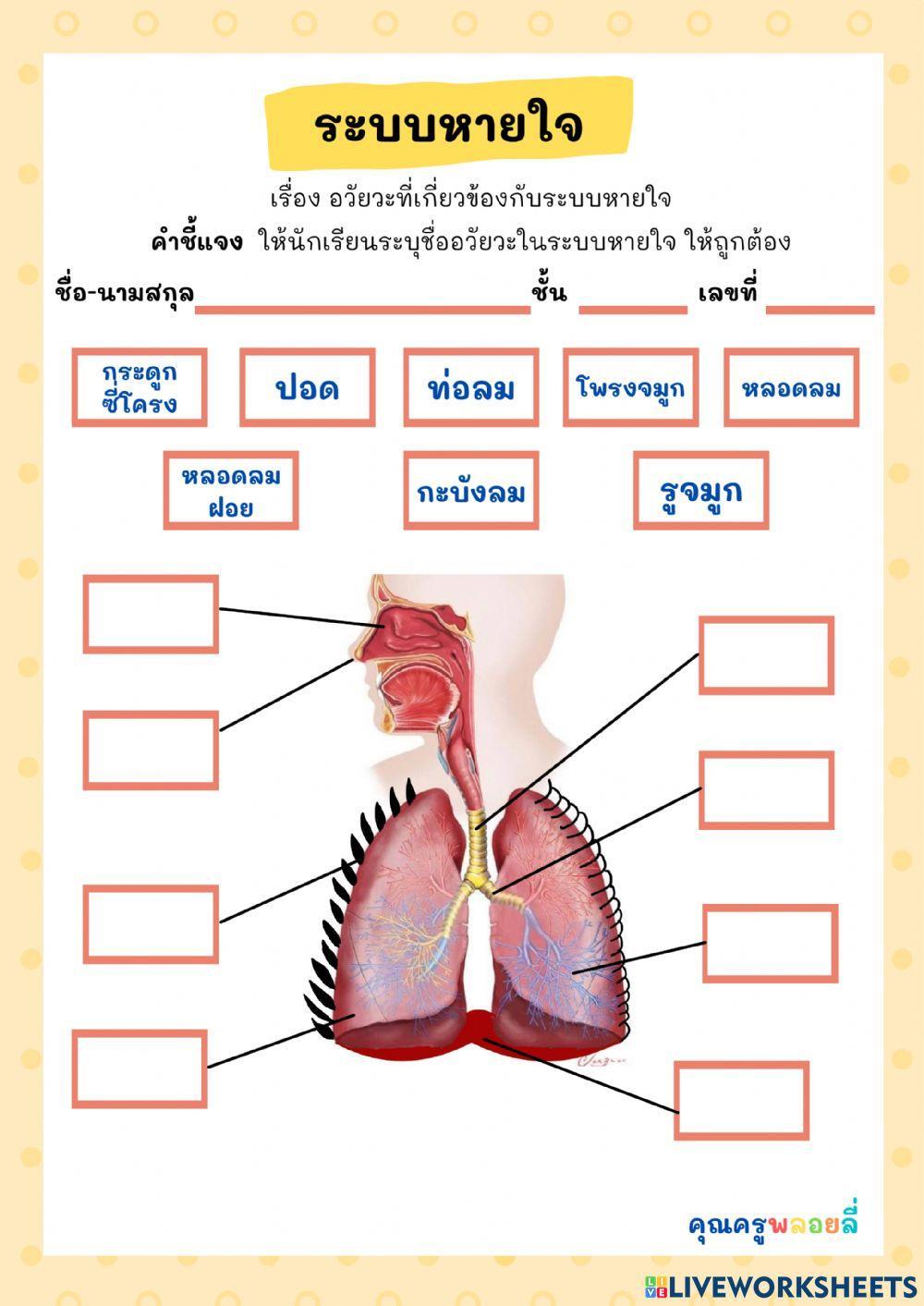 ใบงานระบบหายใจ