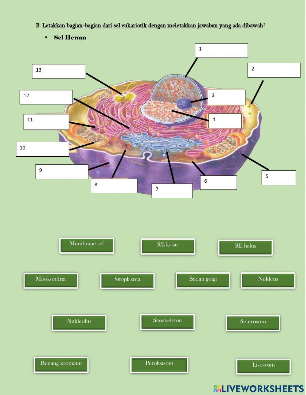 LKS Struktur dan Fungsi Sel