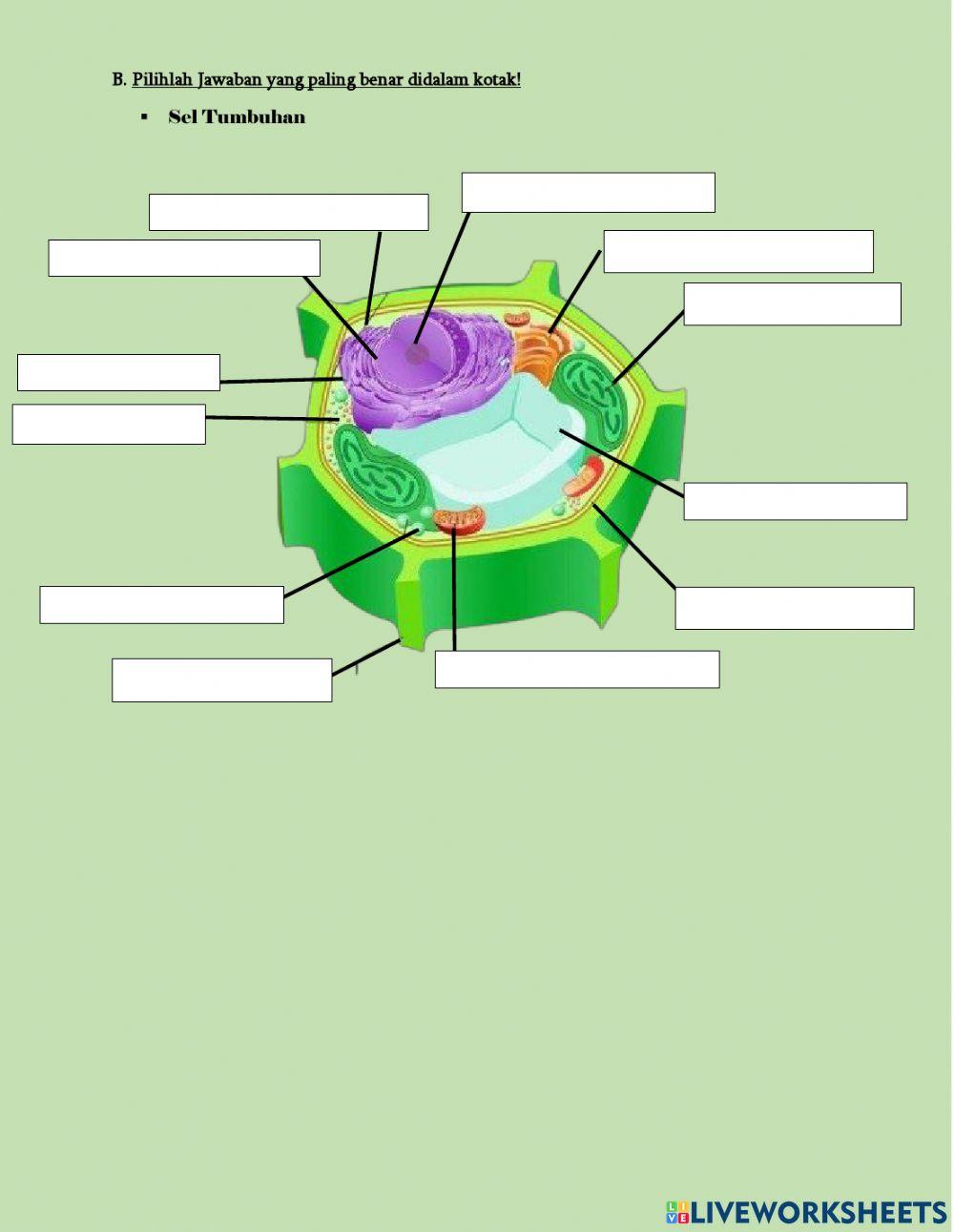 LKS Struktur dan Fungsi Sel