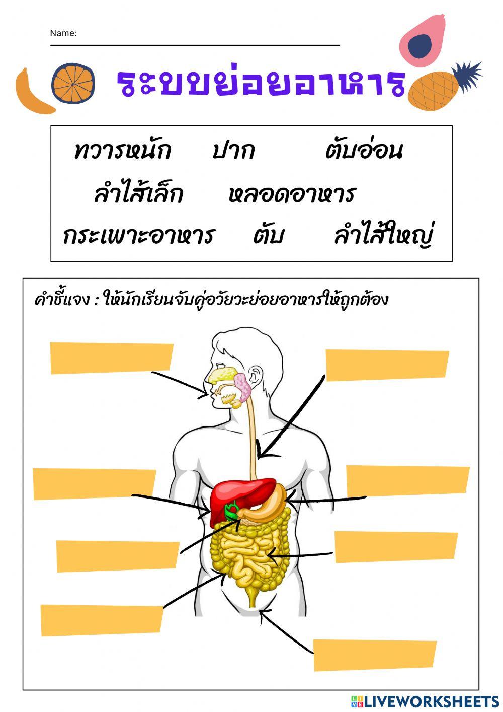 ระบบย่อยอาหาร