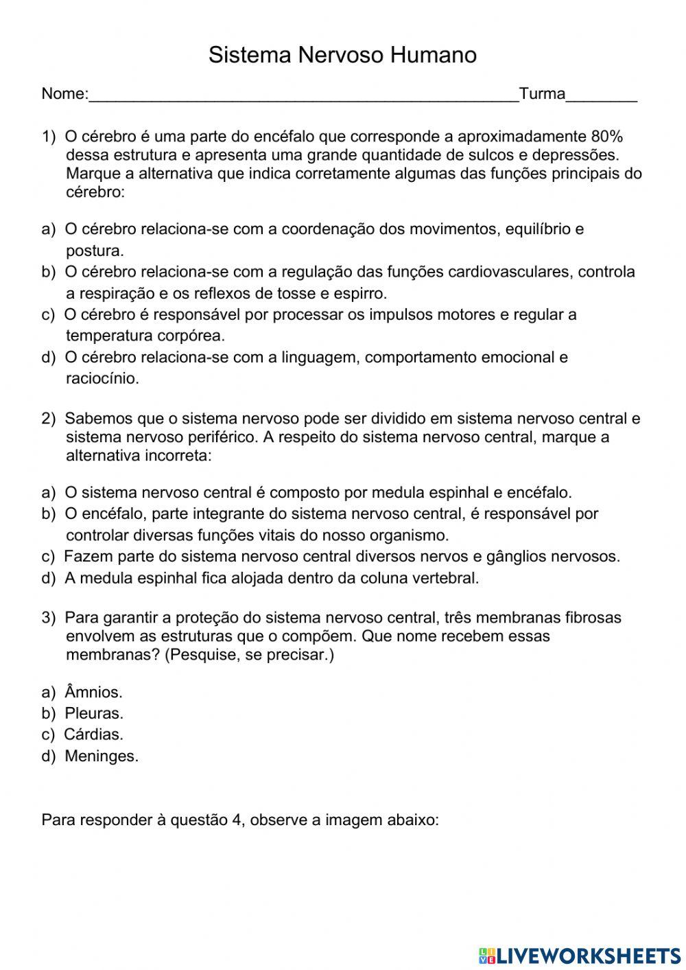 Sistema Nervoso Humano