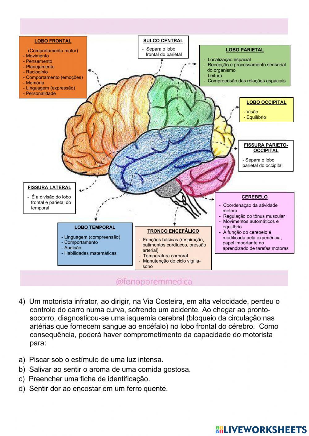 Sistema Nervoso Humano