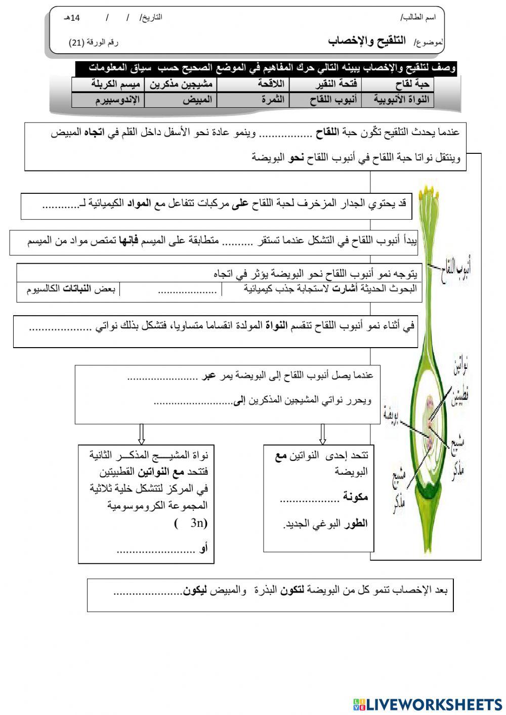 ورقة 21تفاعلية3