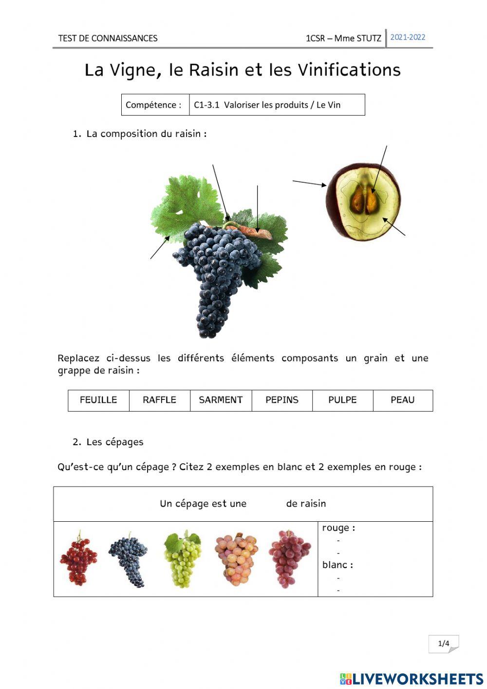 Vigne, Raisin et Vinification