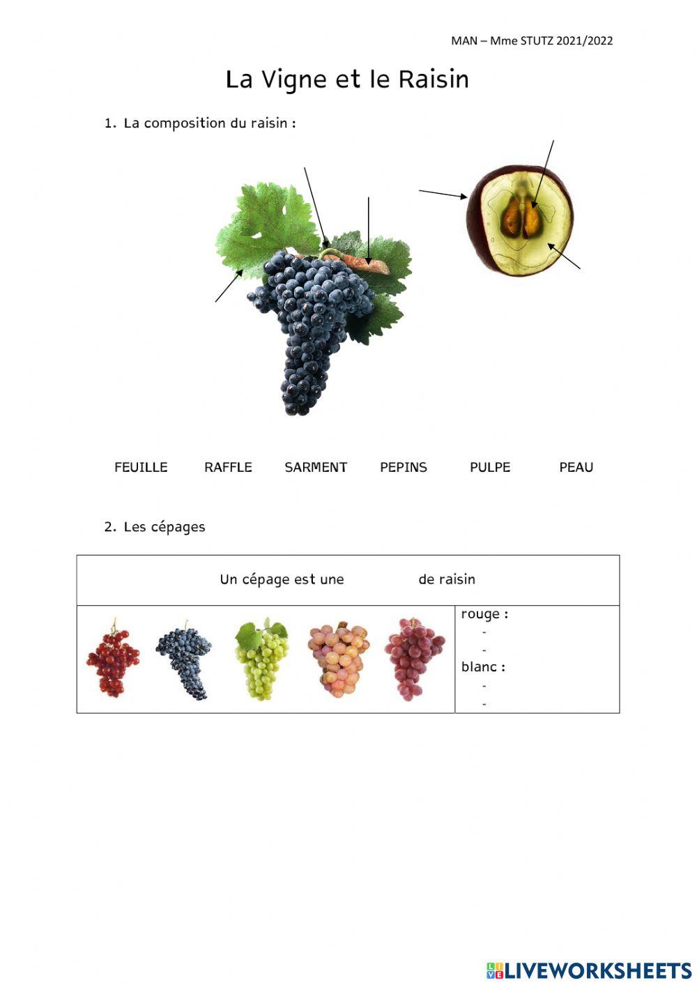 Vigne, Raisin, Cépages et Fermentation