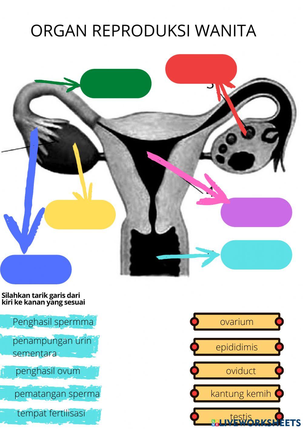 Worksheet reproduksi pada manusia