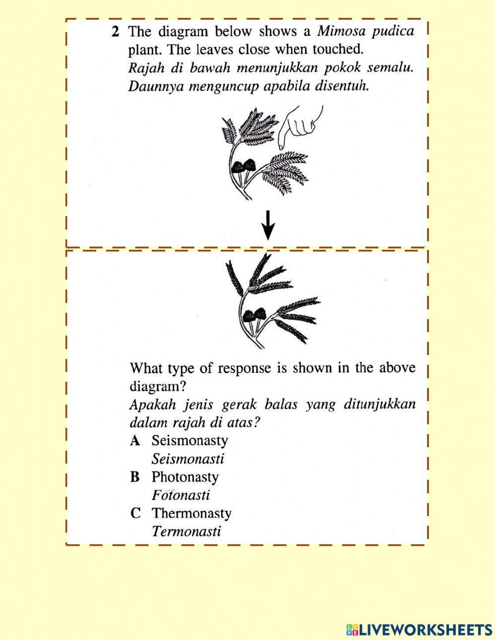 Gerak balas tumbuhan