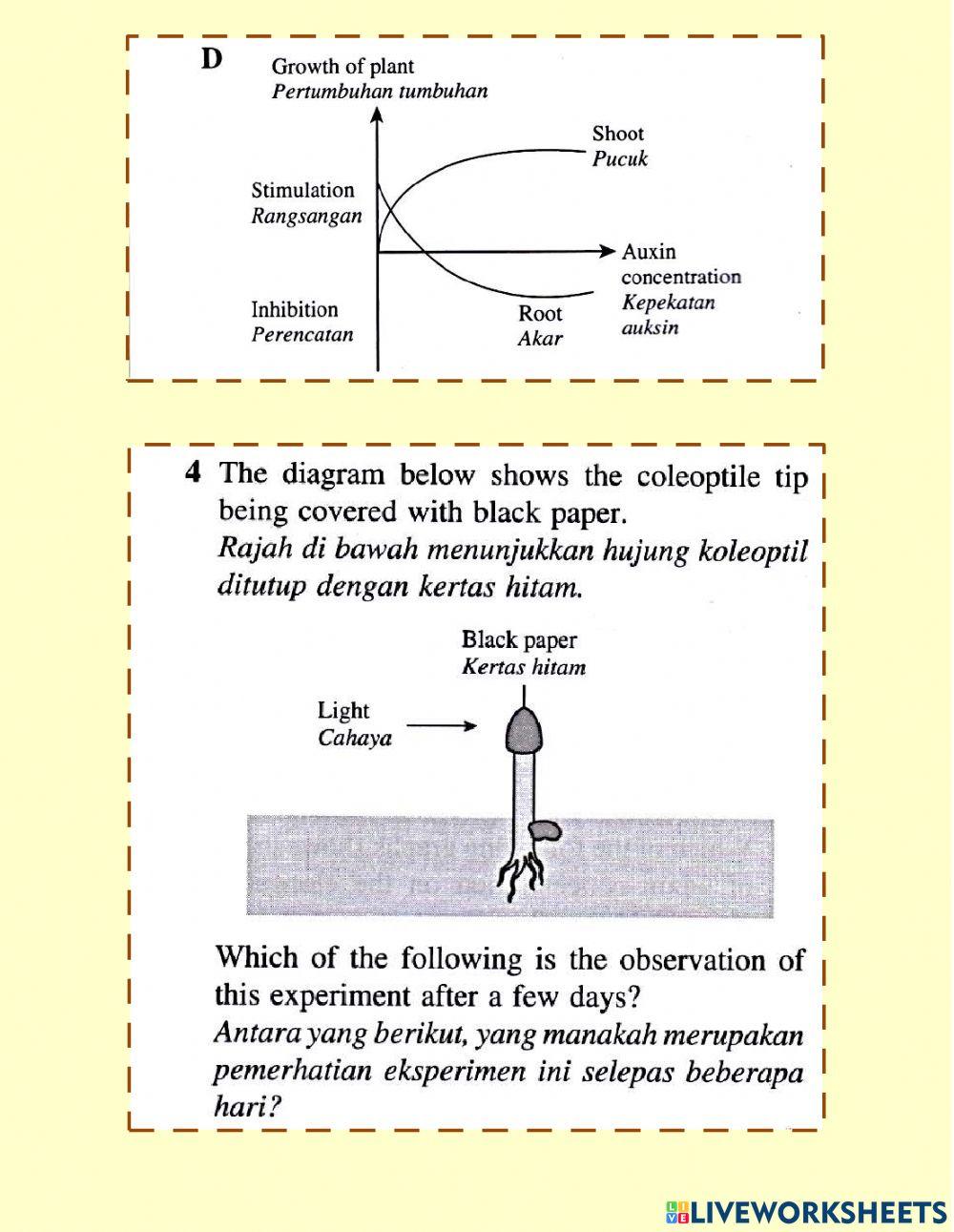 Gerak balas tumbuhan