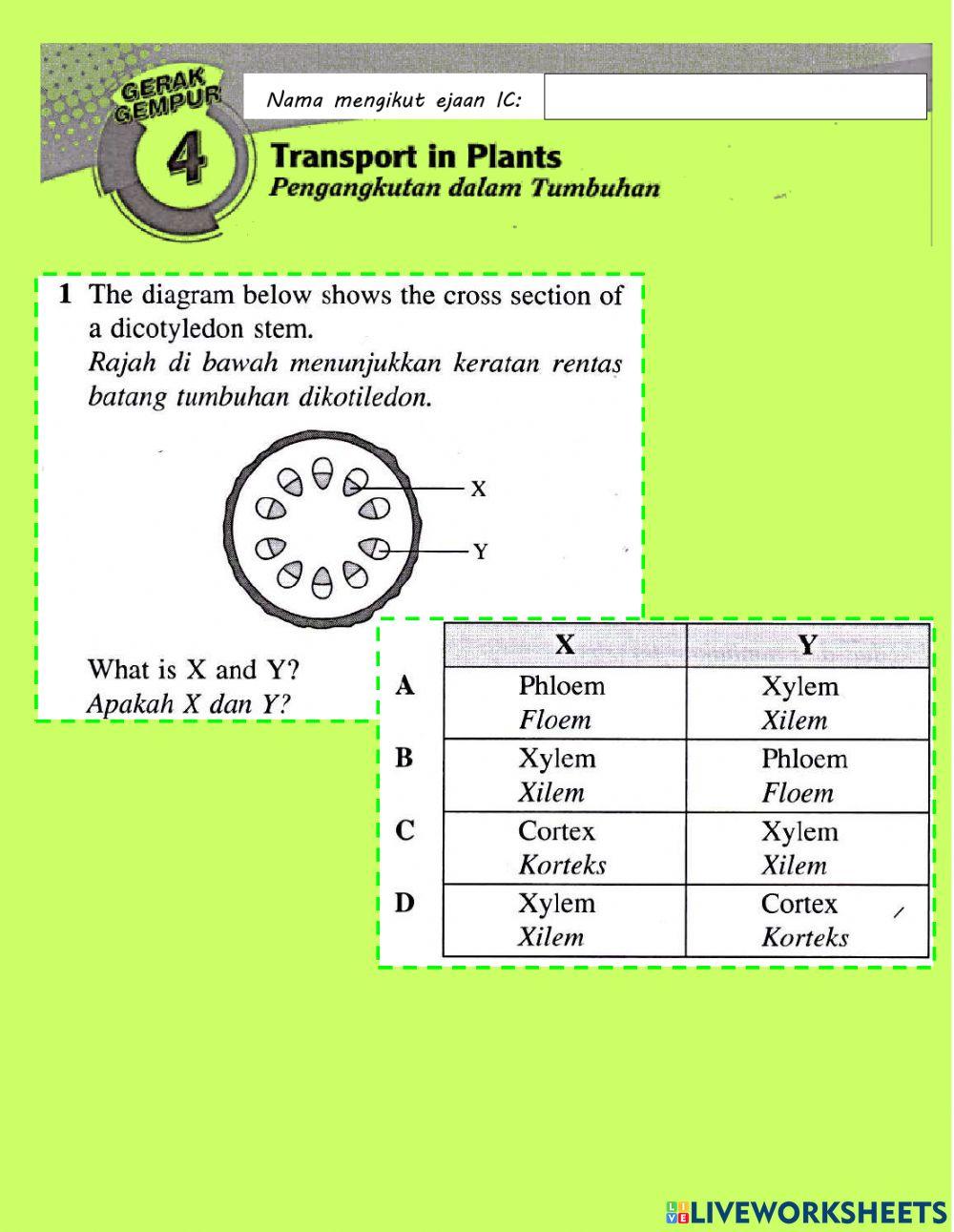 Pengangkutan dalam tumbuhan