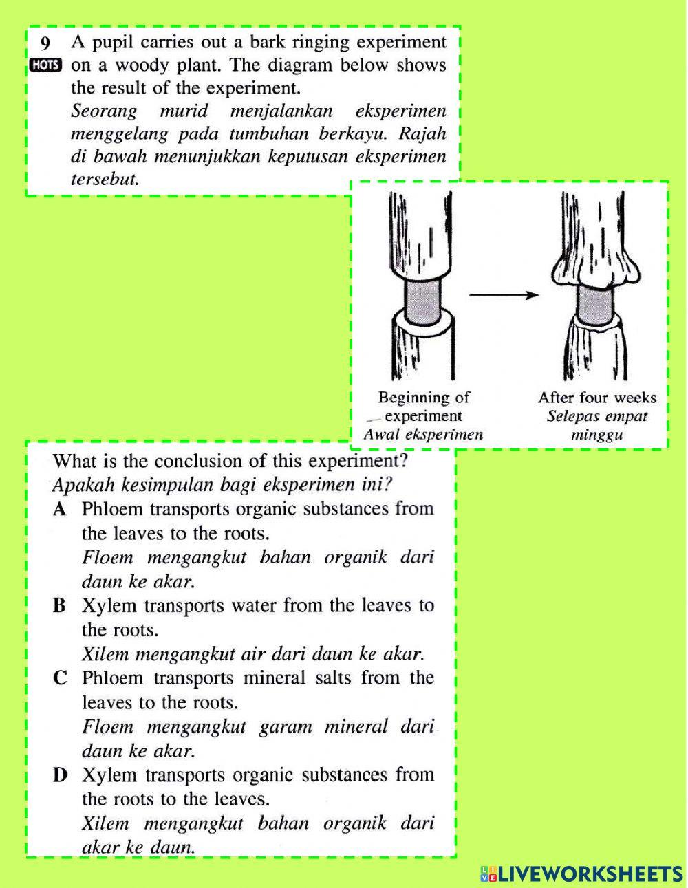Pengangkutan dalam tumbuhan