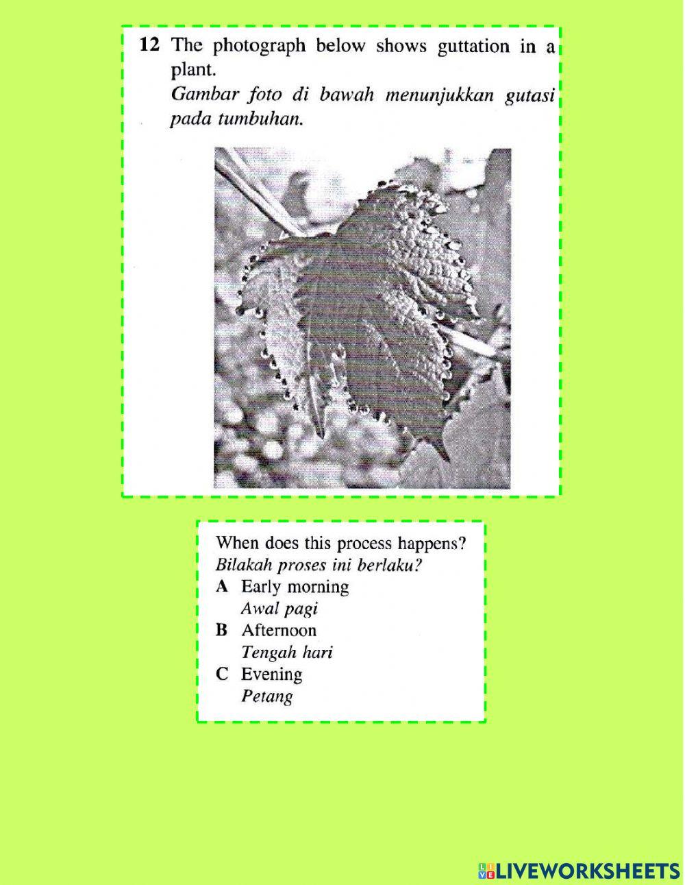 Pengangkutan dalam tumbuhan