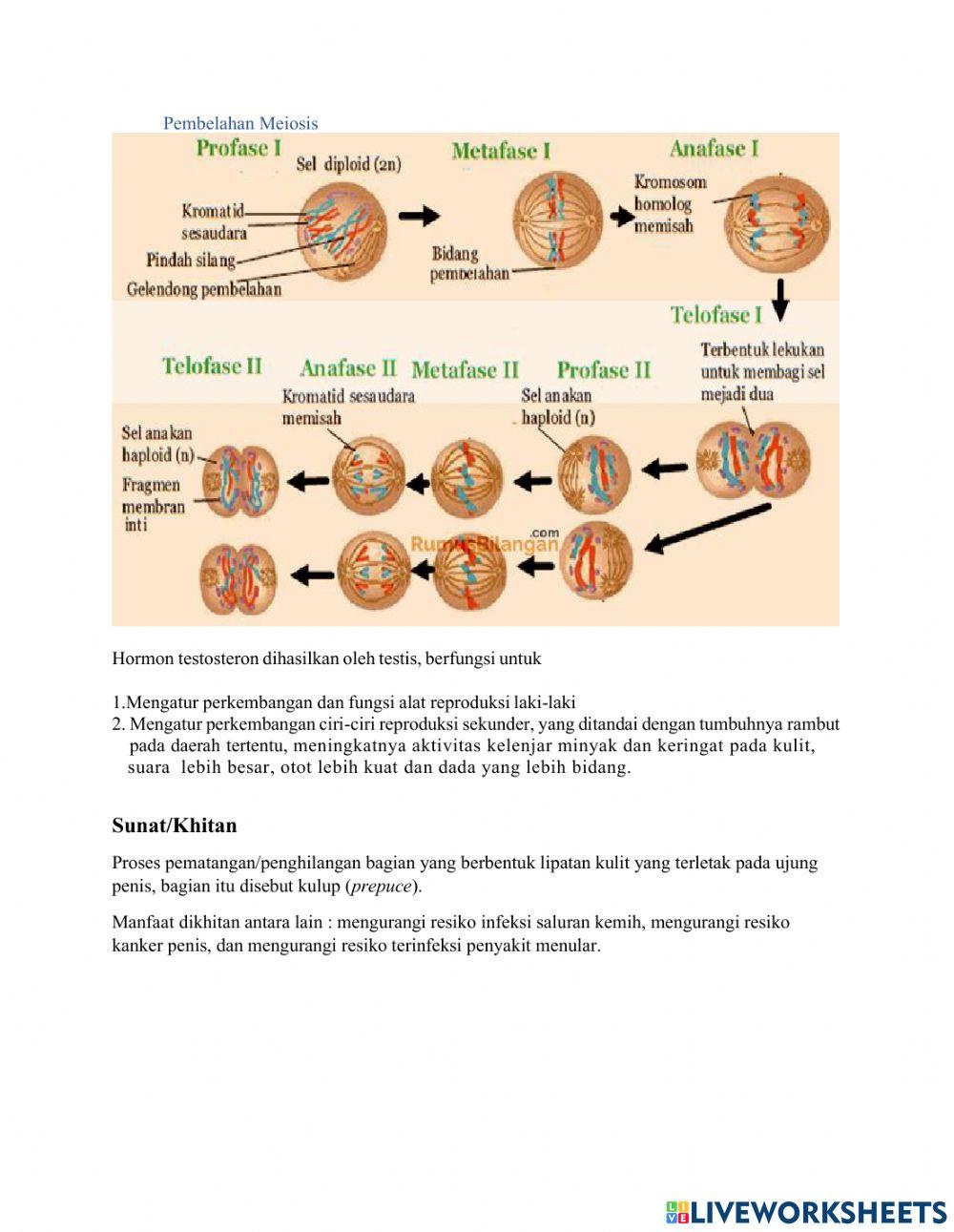 LKPD Sistem Reproduksi Pada Manusia