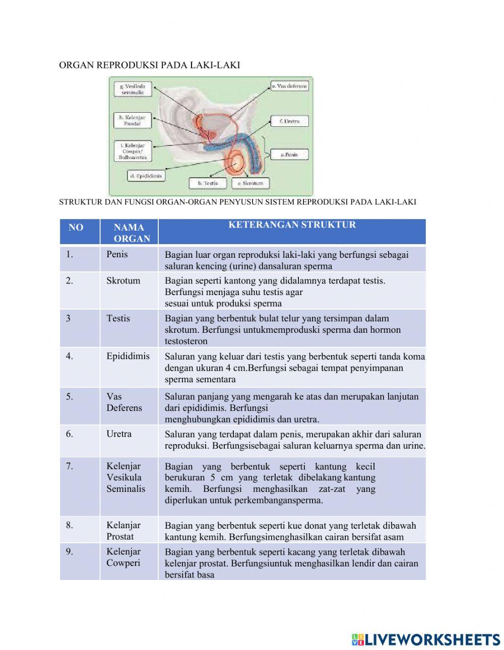 LKPD Sistem Reproduksi Pada Manusia