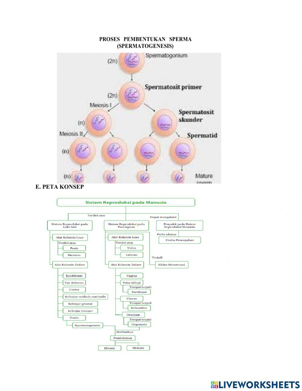 LKPD Sistem Reproduksi Pada Manusia