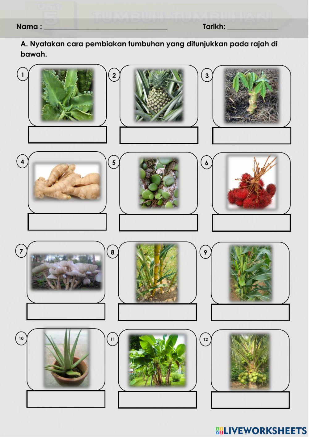 Cara Pembiakan Tumbuhan